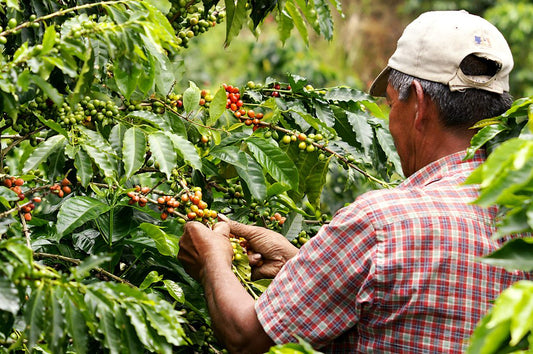 Have you ever wondered where your coffee really comes from?